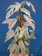 Epipremnum pinnatum Cebu Blue p17 (2)