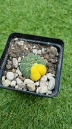 CACTUS ASTROPHYTUM LEUKE PLANT, Ophalen of Verzenden, Cactus, In pot, Minder dan 100 cm