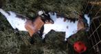Buurman en Buurman, Dieren en Toebehoren, Schapen, Geiten en Varkens, Mannelijk, Geit, 0 tot 2 jaar