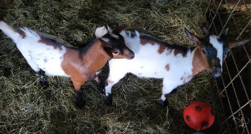 Buurman en Buurman, Dieren en Toebehoren, Schapen, Geiten en Varkens, Geit, Mannelijk, 0 tot 2 jaar