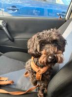 Lieve toy poedel zoekt forever Home, Dieren en Toebehoren, Honden | Niet-rashonden, 15 weken tot 1 jaar, Teef, Rabiës (hondsdolheid)