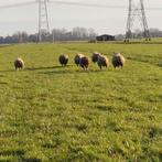Zware rammen, Dieren en Toebehoren, Schapen, Geiten en Varkens, Mannelijk, Schaap, 0 tot 2 jaar