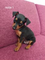 Dwergpinscher pups, Overige rassen, 8 tot 15 weken, Meerdere, Meerdere dieren