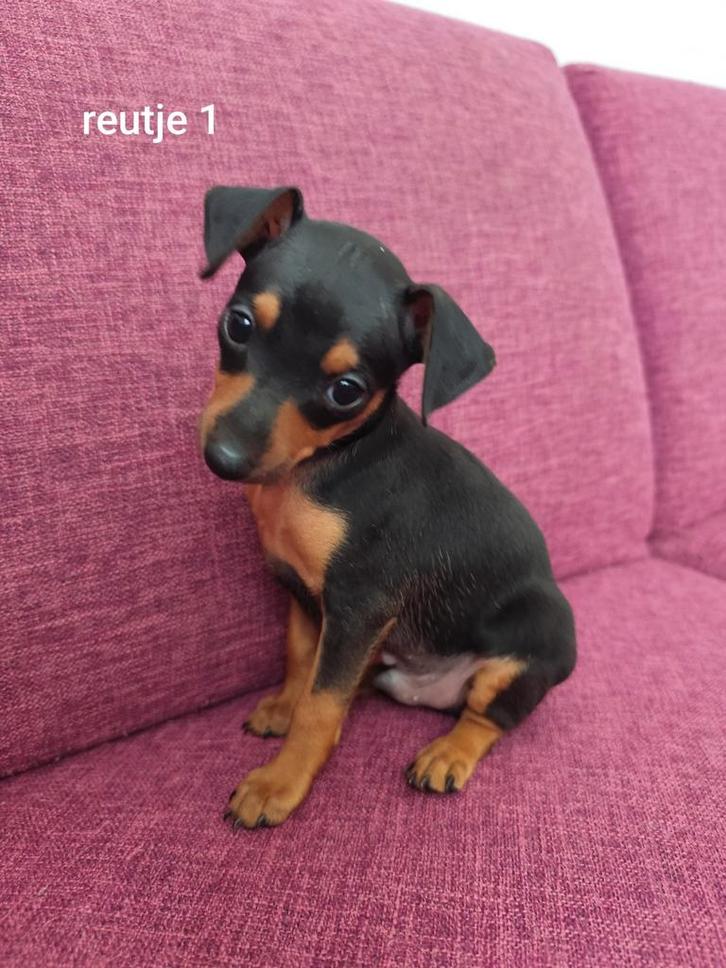 Dwergpinscher pups, Dieren en Toebehoren, Honden | Bulldogs, Pinschers en Molossers, Meerdere dieren, Overige rassen, Particulier