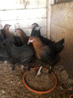 Franse marans jonge hennen 22 week jong, Vrouwelijk, Kip