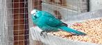 Blauwe Kakariki., Dieren en Toebehoren, Vogels | Parkieten en Papegaaien, Geslacht onbekend, Parkiet