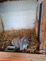 🐇Franse hangoor, 🐰nog een🐰 mogen verhuizen 🐰, Dieren en Toebehoren, Konijnen, Mannelijk, Groot, Hangoor, 0 tot 2 jaar