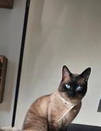Siamees te koop aangeboden, Dieren en Toebehoren, Katten en Kittens | Raskatten | Korthaar, Kater, 0 tot 2 jaar