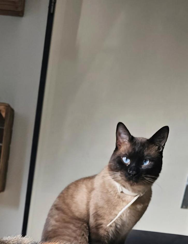 Siamees te koop aangeboden, Dieren en Toebehoren, Katten en Kittens | Raskatten | Korthaar, Kater, 0 tot 2 jaar