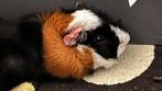 Borstel Cavia man, Dieren en Toebehoren, Augustus, Mannelijk, Cavia