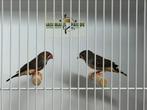 Timor zebravink - Taeniopygia guttata, Meerdere dieren, Tropenvogel