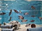 Astronotus Ocellatus Red pauwoogcichliden, Dieren en Toebehoren, Vissen | Aquariumvissen, Vis