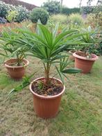 Opkoper gezocht voor palmplanten, Ophalen, Zomer, Overige soorten, Volle zon