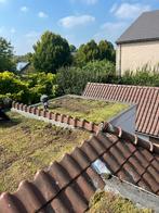 Wij kopen sedum op!, Doe-het-zelf en Verbouw, Dakpannen en Dakbedekking, Ophalen of Verzenden, Gebruikt