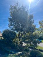 eucalyptus boom, Tuin en Terras, Planten | Bomen, Ophalen, Volle zon, Overige soorten