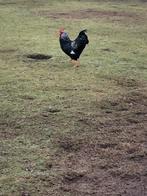 Gratis, Barneveld jonge hanen zilver dubbel gezoomd, Dieren en Toebehoren, Pluimvee, Mannelijk, Kip