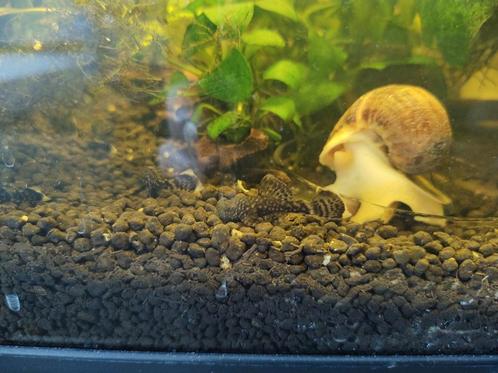 Ancistrus borstelneus L144, Dieren en Toebehoren, Vissen | Aquariumvissen, Zoetwatervis, Vis