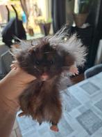 Te koop goudhamster langhaar., Dieren en Toebehoren, Hamster, April, Mannelijk, Tam