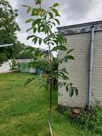 Walnotenboom, Ophalen, Overige soorten