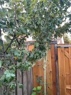 16 FRUITBOMEN ca 2,5m perenboom kers kerspruim perzik appel, Ophalen, Lente, Pruimenboom, Halfschaduw