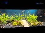 Juwel Rio 180 (met inrichting en toebehoren), Ophalen, Zo goed als nieuw, Gevuld zoetwateraquarium