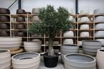 Olijfboom/olijfbomen voor binnen - Kunstolijfboom te koop!, Huis en Inrichting, Kamerplanten, Overige soorten, In pot, 150 tot 200 cm