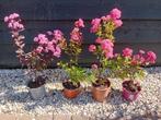 Prachtige Lagerstroemia's - langdurige zomerbloeier, Overige soorten, Volle zon, Vaste plant, Ophalen of Verzenden