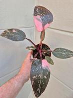 Philodendron Pink Princess p12 (C), Huis en Inrichting, Kamerplanten, Ophalen of Verzenden, Overige soorten, Minder dan 100 cm