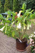 Witte brugmansia plant, Ophalen, Zomer, Overige soorten, Volle zon