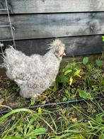 Hele lieve zijdehoen haan, Dieren en Toebehoren, Pluimvee, Mannelijk, Kip