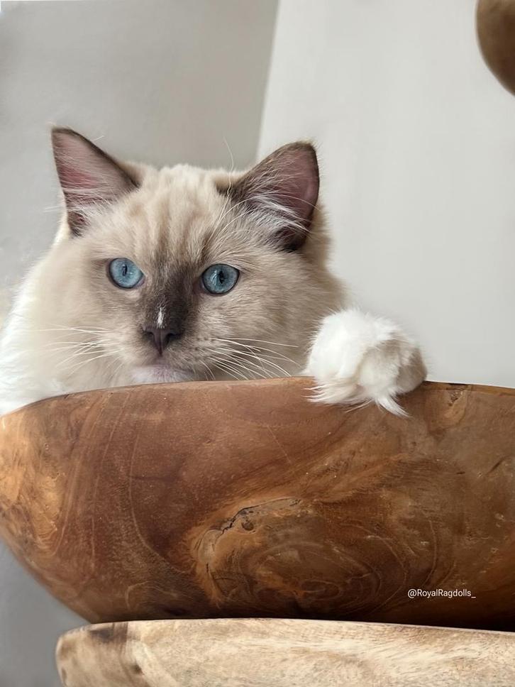 Chocolate mink mitted ragdoll kitten (cinnamon drager), Dieren en Toebehoren, Katten en Kittens | Raskatten | Langhaar, Kater