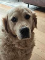 Oppas gezocht voor onze Golden Retriever