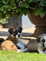 Ysterbergmastiff / boerboel pups, Parvo, 8 tot 15 weken, Meerdere, Meerdere dieren