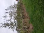 7 grote berken. 4 tot 5 meter, Ophalen, Bloeit niet, Volle zon, Overige soorten