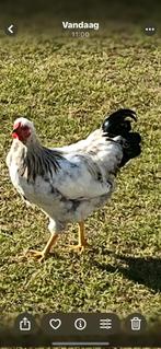 Mooie Trio Wyandottes., Dieren en Toebehoren, Pluimvee, Meerdere dieren, Kip