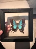 Vlinder in lijst, Ophalen of Verzenden, Zo goed als nieuw