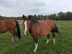 Recreatie paard, Dieren en Toebehoren, Paarden, Ruin, Zadelmak, Gechipt, 11 jaar of ouder