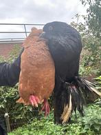Sierduiven, Dieren en Toebehoren, Vogels | Duiven, Meerdere dieren, Overige soorten