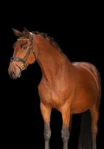 Echte lieverd te koop! Moet opnieuw opgepakt worden, Dieren en Toebehoren, Pony's, Ruin, E pony (1.48m - 1.57m), Gechipt, 7 tot 10 jaar