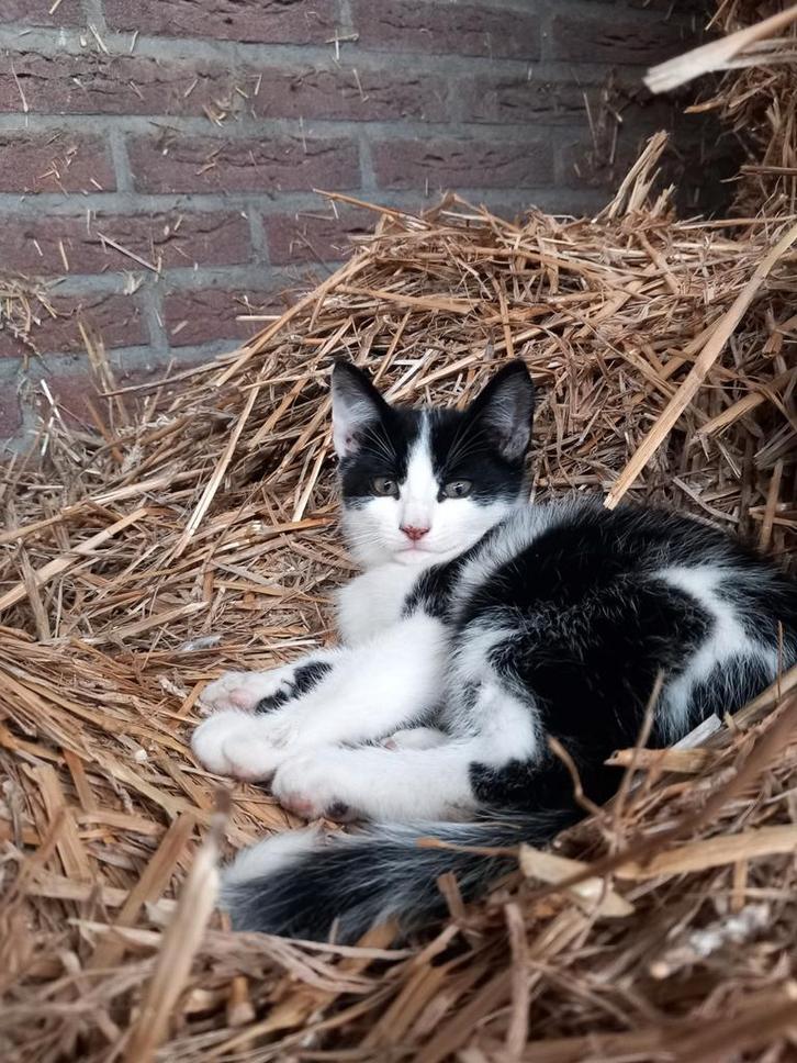 Boerderij kitten te koop, Dieren en Toebehoren, Katten en Kittens | Overige Katten, Kater