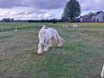 Tinker pony te koop, Dieren en Toebehoren, Pony's, Gechipt, Hengst, 3 tot 6 jaar, B pony (1.17m tot 1.27m)