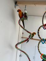 Zonparkiet koppel, Meerdere dieren, Parkiet