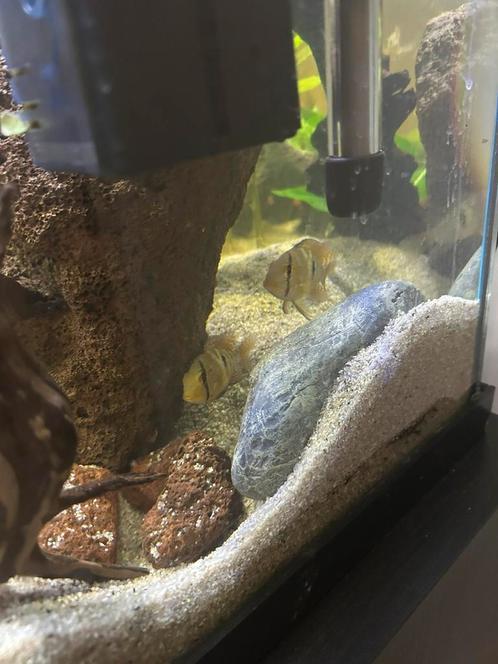 Jonge Parelmoer Cichlide (3 maanden oud), Dieren en Toebehoren, Vissen | Aquariumvissen, Zoetwatervis, Vis, Schoolvis