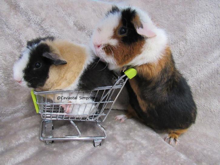 Twee leuke cavia's (US teddy), Dieren en Toebehoren, Knaagdieren, Meerdere dieren, Cavia, Oktober