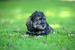 Doxiepoo pups, Dieren en Toebehoren, Honden | Teckels en Dashonden, Parvo, 8 tot 15 weken, Dwerg, Meerdere