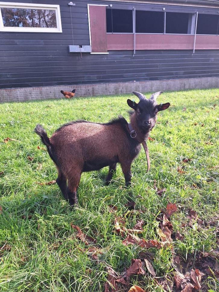 Mooie dwergbok, Dieren en Toebehoren, Schapen, Geiten en Varkens, Geit, Mannelijk, 0 tot 2 jaar