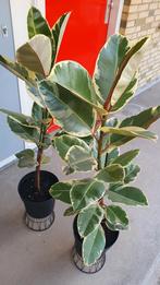 Ficus Elastica Tineke 1,20 m, Ophalen, Ficus, 100 tot 150 cm, Halfschaduw