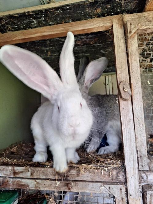Vlaamse reus, Dieren en Toebehoren, Konijnen, Groot, Meerdere dieren, 0 tot 2 jaar