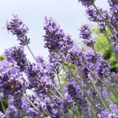 lavendel ( hidcote ), Tuin en Terras, Planten | Tuinplanten, Overige soorten, Volle zon, Zomer, Ophalen