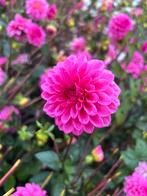 Dahlia knollen, Tuin en Terras, Bloembollen en Zaden, Ophalen of Verzenden, Volle zon, Knol